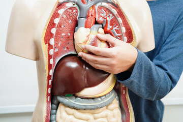 Asian student learning with human body model in anatomy biology in classroom at high school.