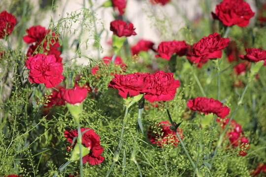 clavel