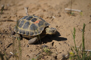 A turtle crawls on the sand in the steppe.