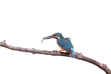Common kingfisher bird catches fish isolated on transparent background png file