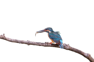 Common kingfisher bird catches fish isolated on transparent background png file