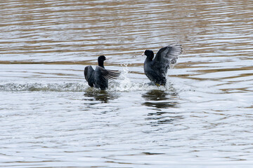 Blässhühner (Fulica atra) während der Balz	