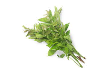 Leaves of Siamese neem, neem tree, Aadiracha indica A. Juss. Var. Siamensis Valeton. isolated on white background with clipping path, top view