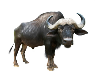 B&uuml;ffel isoliert auf wei&szlig;en Hintergrund, Freisteller