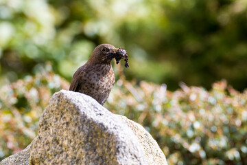 Amsel mit Nistmaterial beim Nestbau	