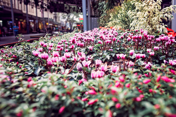 urban cyclamen garden bed, public mall flower floral display, city green spaces, town planning design, beautification nature environment
