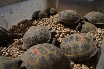 Turtles are sitting in a plastic container