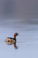 Little grebe (Tachybaptus ruficollis), Dehtar pond, Southern Bohemia, Czech Republic