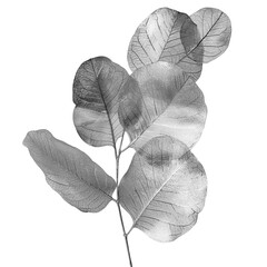 Silver eucalyptus twig with leaves