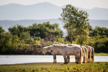Wild Camargue horses at nature reserve of the Isonzo river mouth, Isola della Cona, Friuli Venezia...