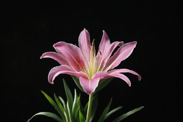 Fototapeta premium pink lily flower