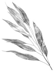 Silver eucalyptus twig with long  leaves