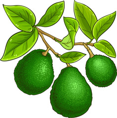 Avocado Branch with Fruits and Leaves Colored Detailed Illustration. Organic natural nutritional healthy food ingredient, vegetarian diet product. 