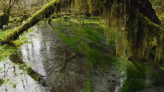 Old-growth Moss-covered Trees Over a Stream in Hoh Rainforest in Olympic National Park, Washington, USA. - static shot