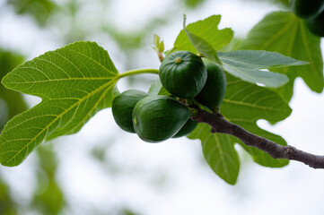 Branch of a fig tree Ficus carica with leaves and fruits in various stages of ripening