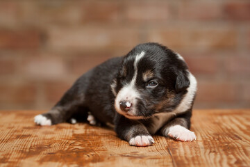 border collie puppy dog lying on a wooden surface against a brown brick wall