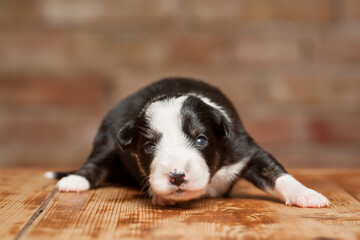 border collie puppy dog lying on a wooden surface against a brown brick wall