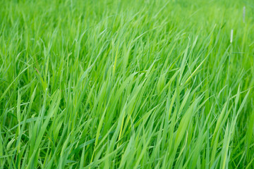Fototapeta premium green fresh spring grass swaying, flutter in strong wind, stormy weather, Wind Gusts, natural blurred background, summertime season