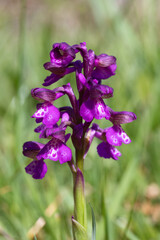 Anacamptis morio plant photographed in detail.