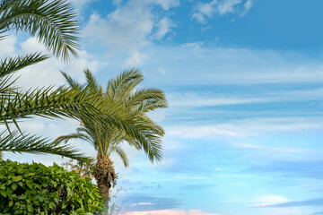 blue sky over tropical African date palm Phoenix dactylifera with clouds, concept transcendence,...