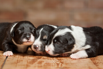 group of three border collie puppy dogs lying on a wooden surface against a brown brick wall
