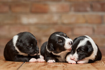 group of three border collie puppy dogs lying on a wooden surface against a brown brick wall