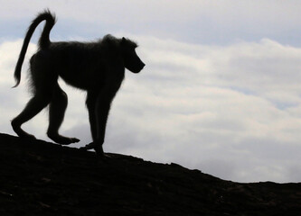 Baboon sillouette