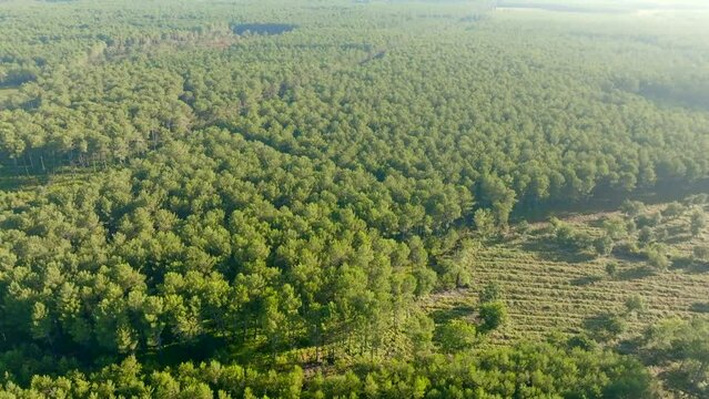 Pine trees forest filmed with a drone on a sunny morning