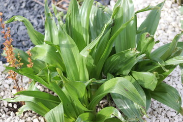 Decorative stone bed. Garden edging and colored stones