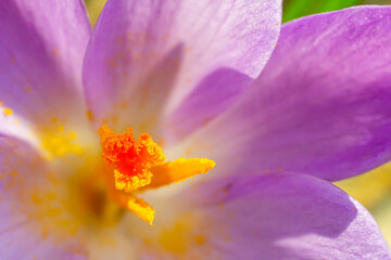 Close up detail with a Crocus heuffelianus or Crocus vernus spring giant crocus. purple flower blooming in the forest
