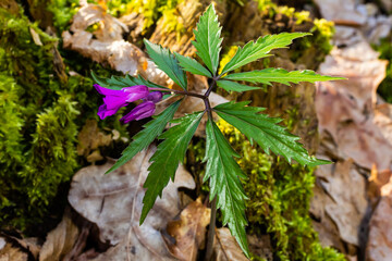 Dentaria glandulosa. Purple flowers in the spring forest