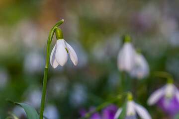 White snowdrop flowers. Galanthus blossoms illuminated by the sun in the green blurred background, early spring. Galanthus nivalis bulbous, perennial herbaceous plant in Amaryllidaceae family