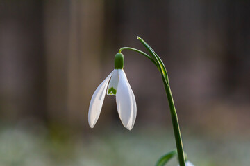 White snowdrop flowers. Galanthus blossoms illuminated by the sun in the green blurred background, early spring. Galanthus nivalis bulbous, perennial herbaceous plant in Amaryllidaceae family