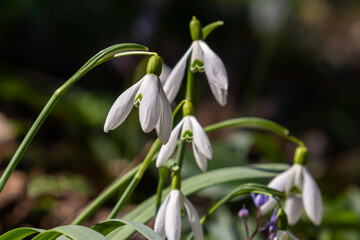 White snowdrop flowers. Galanthus blossoms illuminated by the sun in the green blurred background, early spring. Galanthus nivalis bulbous, perennial herbaceous plant in Amaryllidaceae family