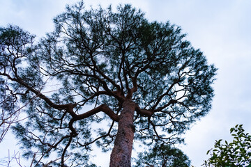 tree and sky