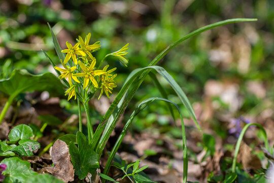 Early spring plant Gagea lutea blooms in the wild in the woods