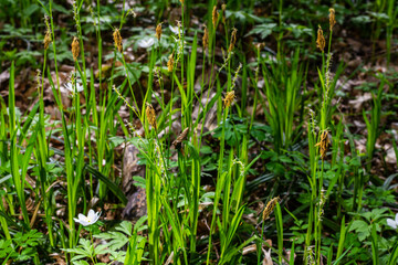 Sedge hairy blossoming in the nature in the spring.Carex pilosa. Cyperaceae Family