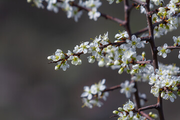 Prunus spinosa, called blackthorn or sloe, is a species of flowering plant in the rose family Rosaceae. Prunus spinosa, called blackthorn or sloe tree blooming in the springtime - obrazy, fototapety, plakaty