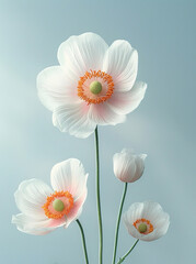 Elegant White Poppies with Vibrant Orange Centers