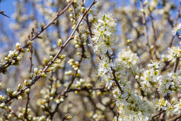 White plum blossom, beautiful white flowers of prunus tree in city garden, detailed macro close up...