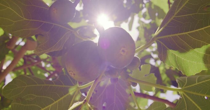 Sunlight filtering through fig tree leaves, highlighting ripe figs on a branch, close-up