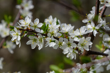 Prunus Cerasifera Blooming white plum tree. White flowers of Prunus Cerasifera - obrazy, fototapety, plakaty