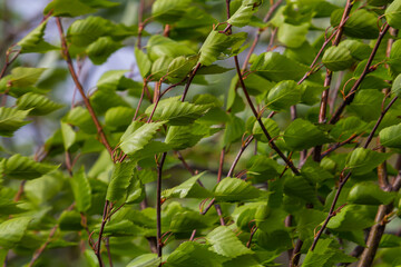 A birch branch with green leaves and earrings. Allergies due to spring blooms and pollen