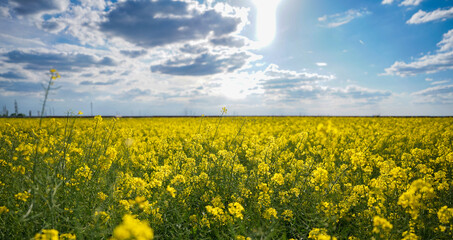 rapeseed field in bloom. photo with cloud background.