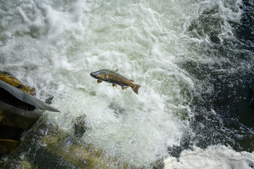 Canadian salmons swimming upstream and jumping out from the river against strong current