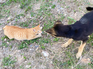 Cat and dog playing on the ground background. Stock photo