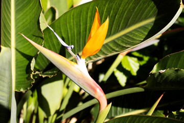 single orange Crane flower or bird of paradise (Strelitzia reginae) flower and leaves
