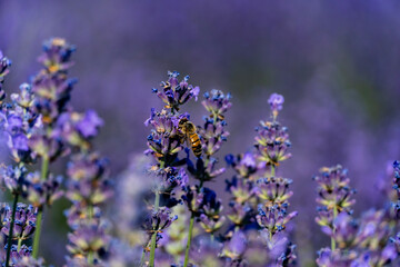 Bee on lavender flowers, Lavender and medicinal plant fields near Sale San Giovanni, in Piedmont. Cuneo, Italy