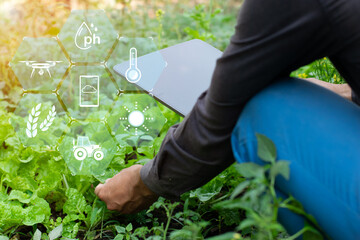 Farmers use tablet technology to monitor and control production to check vegetable quality. Smart...