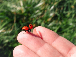 Photo of a ladybug in women's hands against a background of green grass. Ladybird landing on a hand.